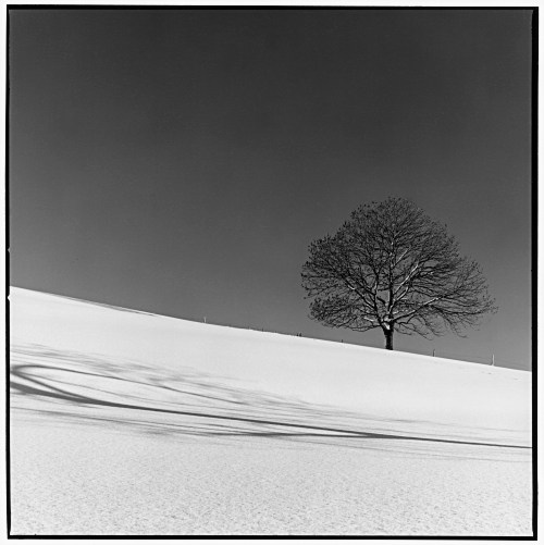 Tree, shadow, Beilenberg, Allgaeu, Germany