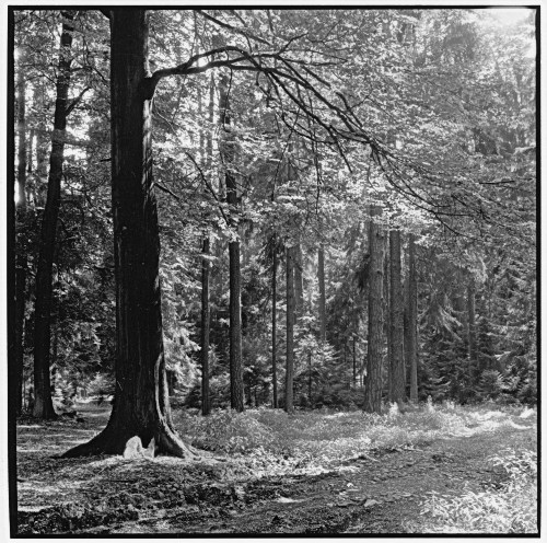 Forest, early summer, Eichenau, Germany