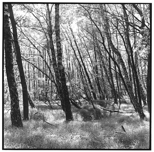 Forest, spring, Eichenau, Germany