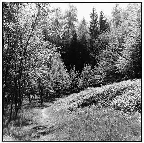 Leaves, late spring, Eichenau, Germany