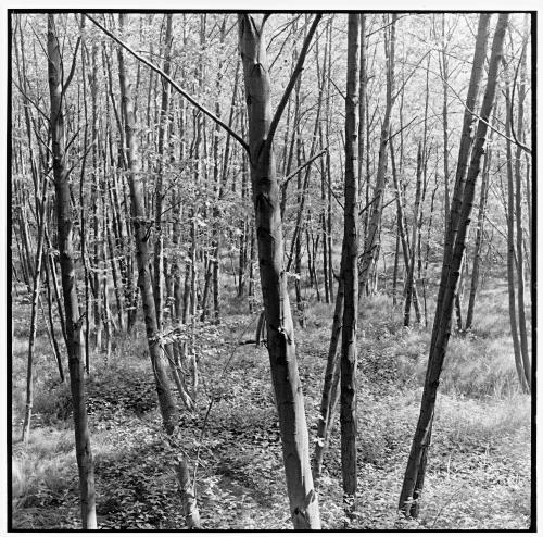 Trees, early spring, Eichenau, Germany