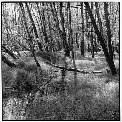 Trees, puddle, Eichenau, Germany