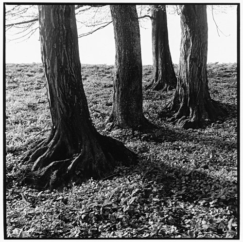 Trees, early spring, Oberpfaffenhofen, Germany