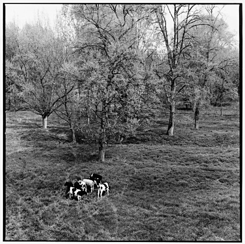 Cows and Trees, spring, Rheinland, Germany