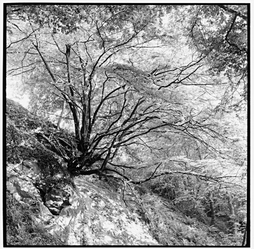 Tree on hillside, Leichlingen, Bergisches Land, Germany