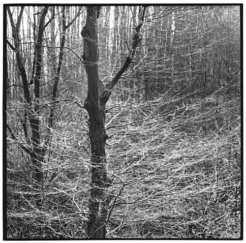 Tree, early spring, Leichlingen, Bergisches Land, Germany