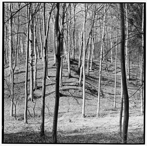 Trees, early spring, Leichlingen, Bergisches Land, Germany