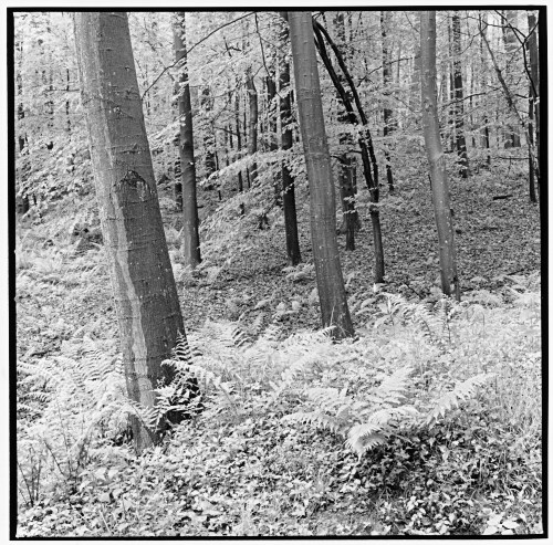 White Fern and Trees, Bergisches Land, Germany
