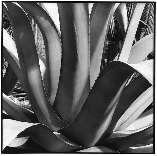 Agave, Botanical Garden of Munich, Germany