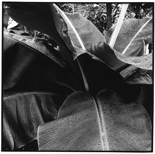 Banana tree, Botanical Garden of Munich, Germany