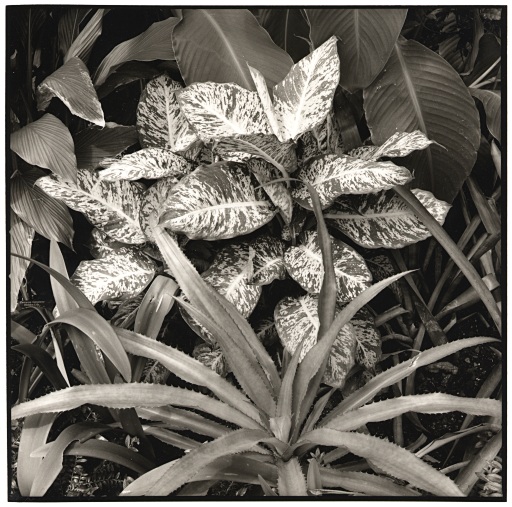 Leaves, Botanical Garden of Chicago, Illinois