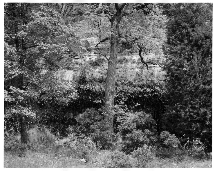 Three Trees and Cliff, Lost Maples TX