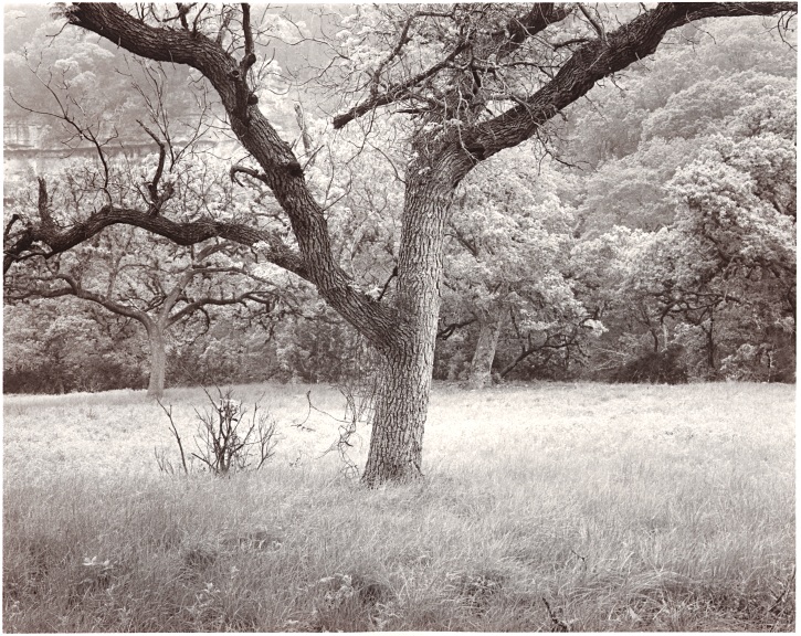 Tree, East trail, Lost Maples TX