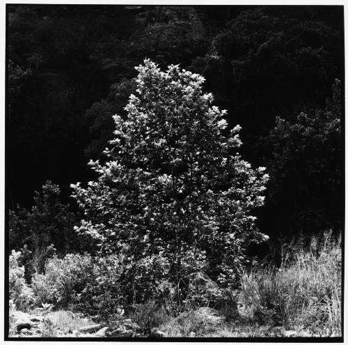 Tent, stars, Lost Maples TX