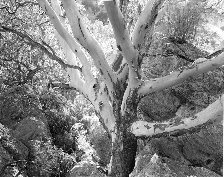 Texas Madrone, Guadalupe Mountains TX