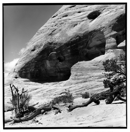 Rock and Wood, Natural Bridges National Monument, UT